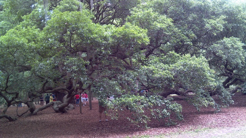 5.25.15 Angel Tree6.jpg