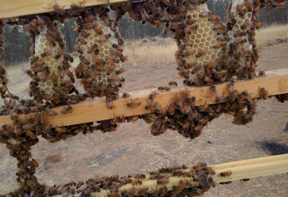 5 massive comb build up again.JPG