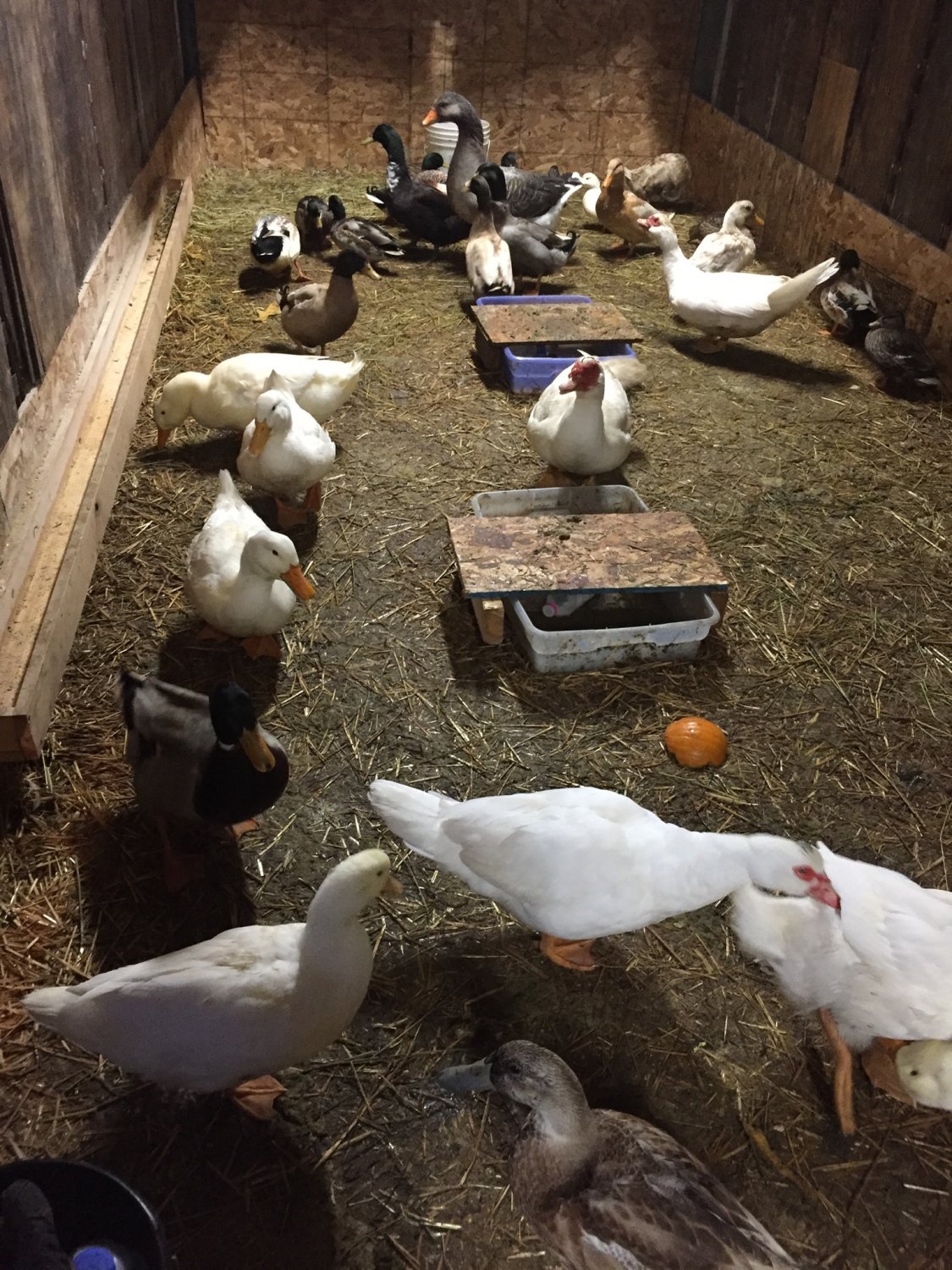 Coop for runner ducks BackYardHerds Goats, Horses, Sheep, Pigs & more