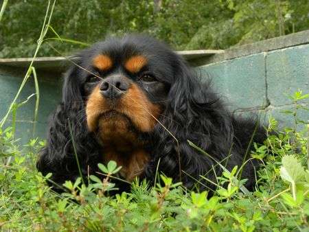 5848727-king-spaniel.jpg