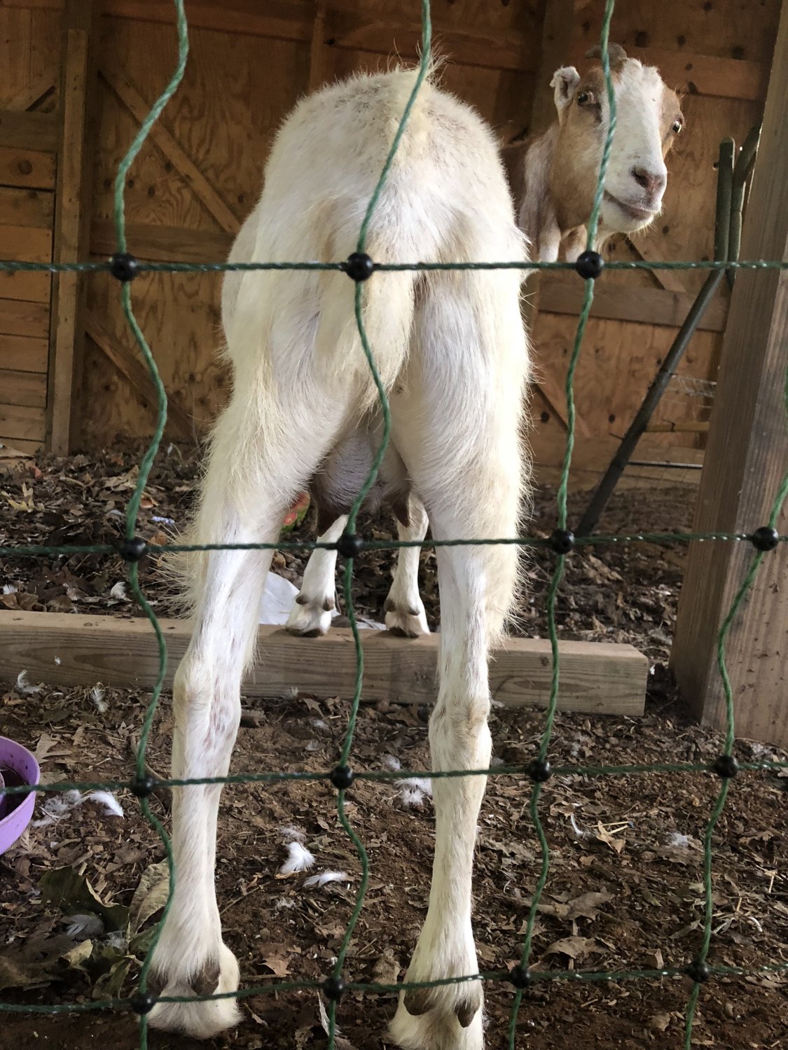 Udder progress-pregnant? | BackYardHerds - Goats, Horses, Sheep, Pigs & more