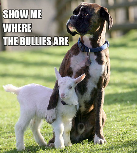 746008529-funny-cute-dog-goat-friends.jpg