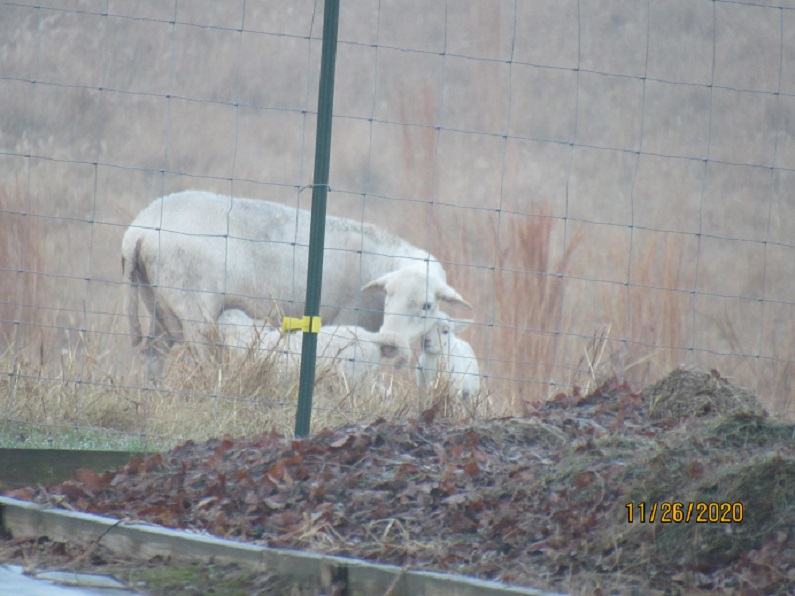 8 and twin lambs 26 Nov 2020.JPG