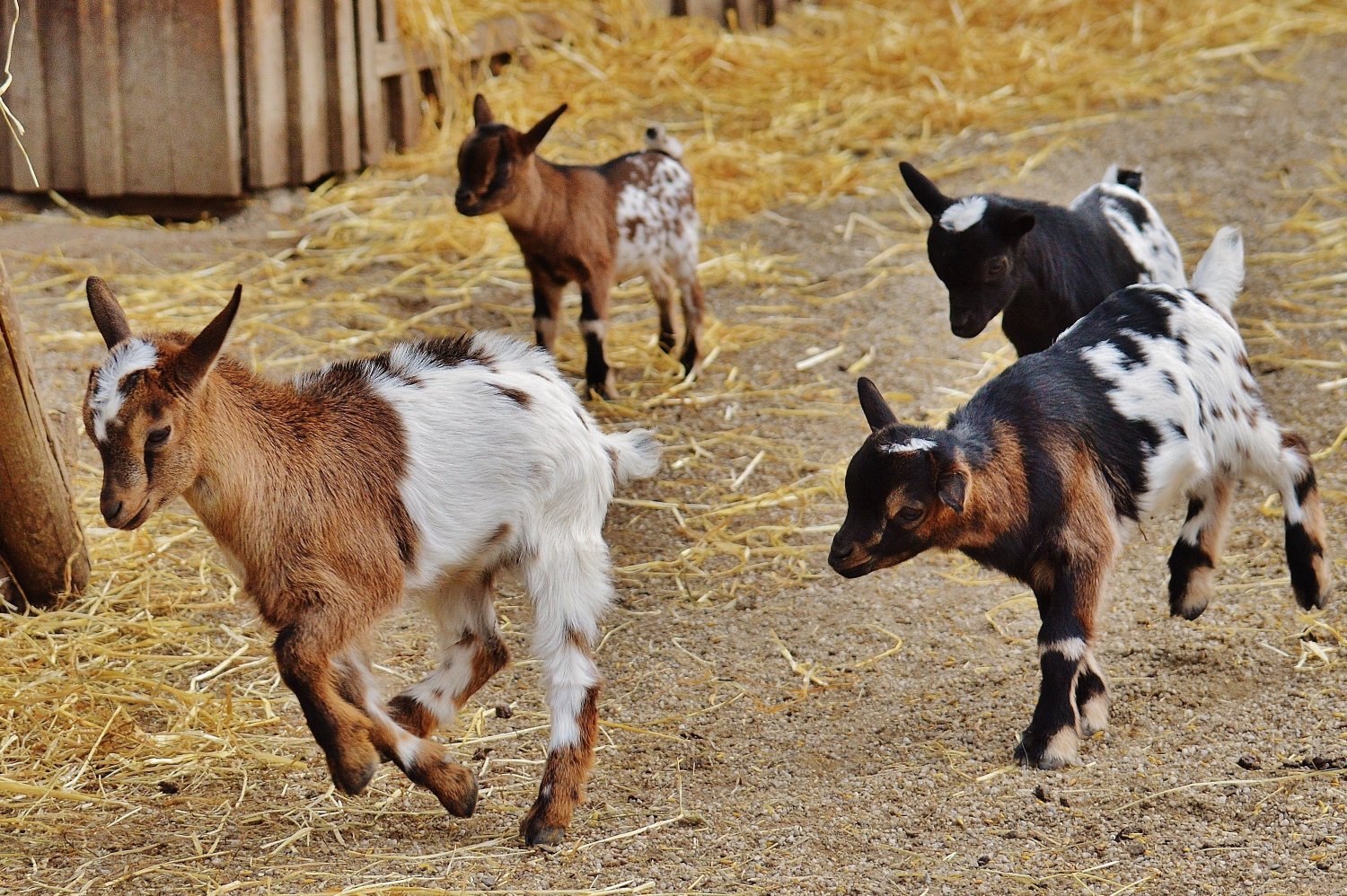 The Perfect Animals for your Backyard Farm