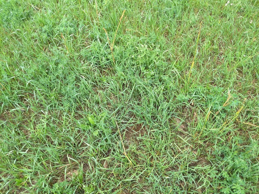 Alfalfa grass.jpg