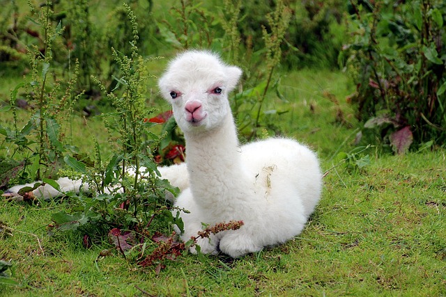 What Can Alpacas Eat?