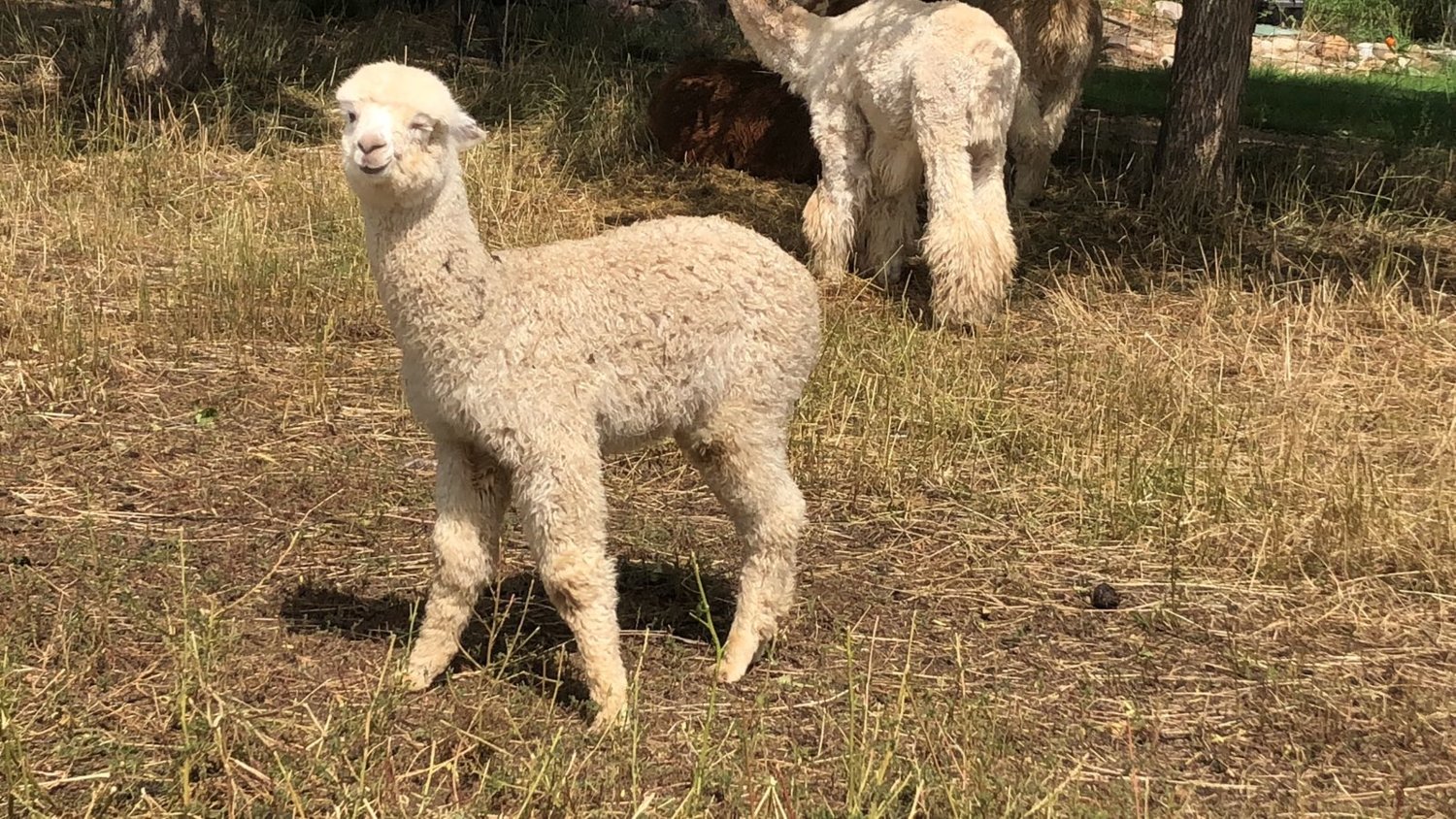 Alpacas.jpeg