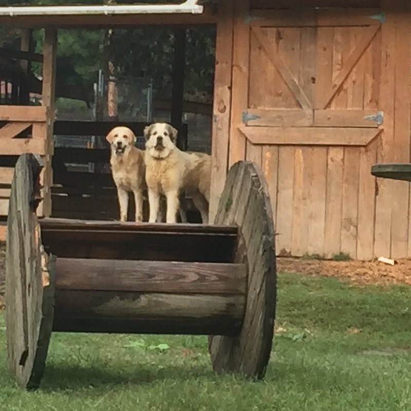 Anatolian Pyrenees Pup 9months Callie-D pup-PT and Chunk Great Pyr. pup   Wingin' it Farms.JPG