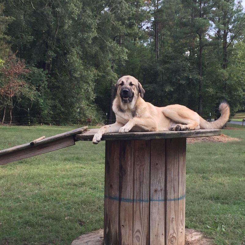 Anatolian Pyrenees Pup 9months    Wingin' it Farms.JPG