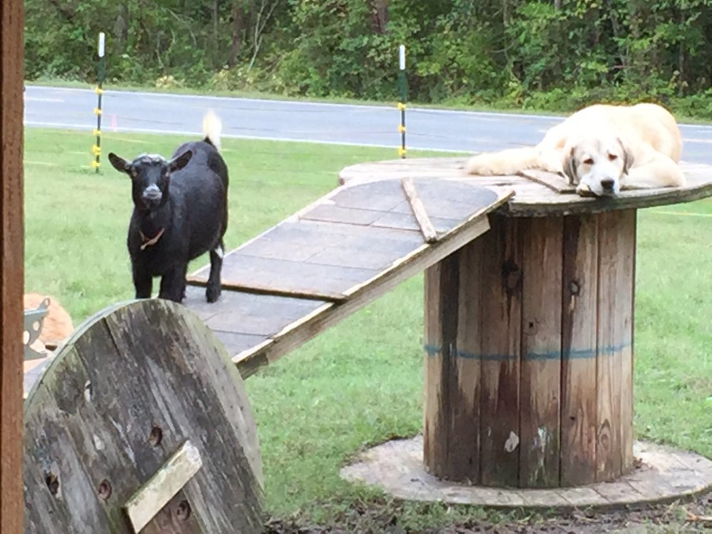 Anatolian Pyrenees Pup 9months    Wingin' it Farms -Silver.JPG