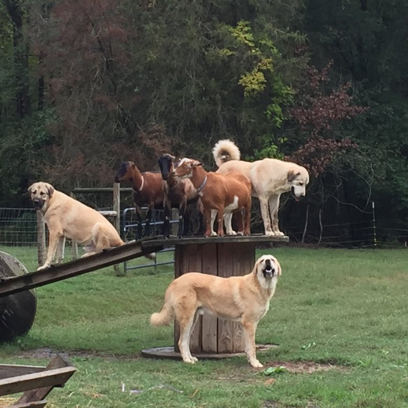 Anatolian Pyrenees Pups 8 months- Safest goats in the world! Wingin' it Farms.JPG