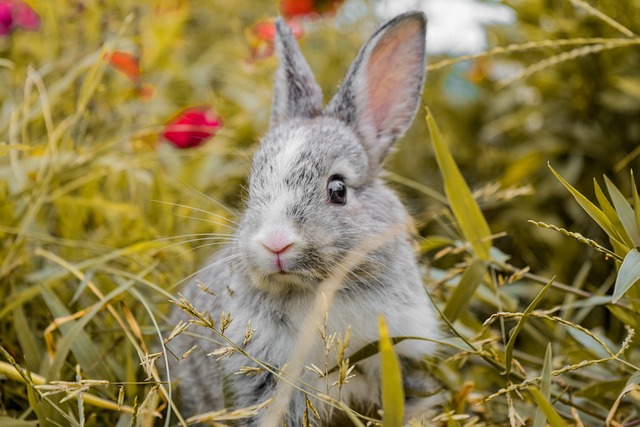 How to Attract Rabbits to Your Backyard