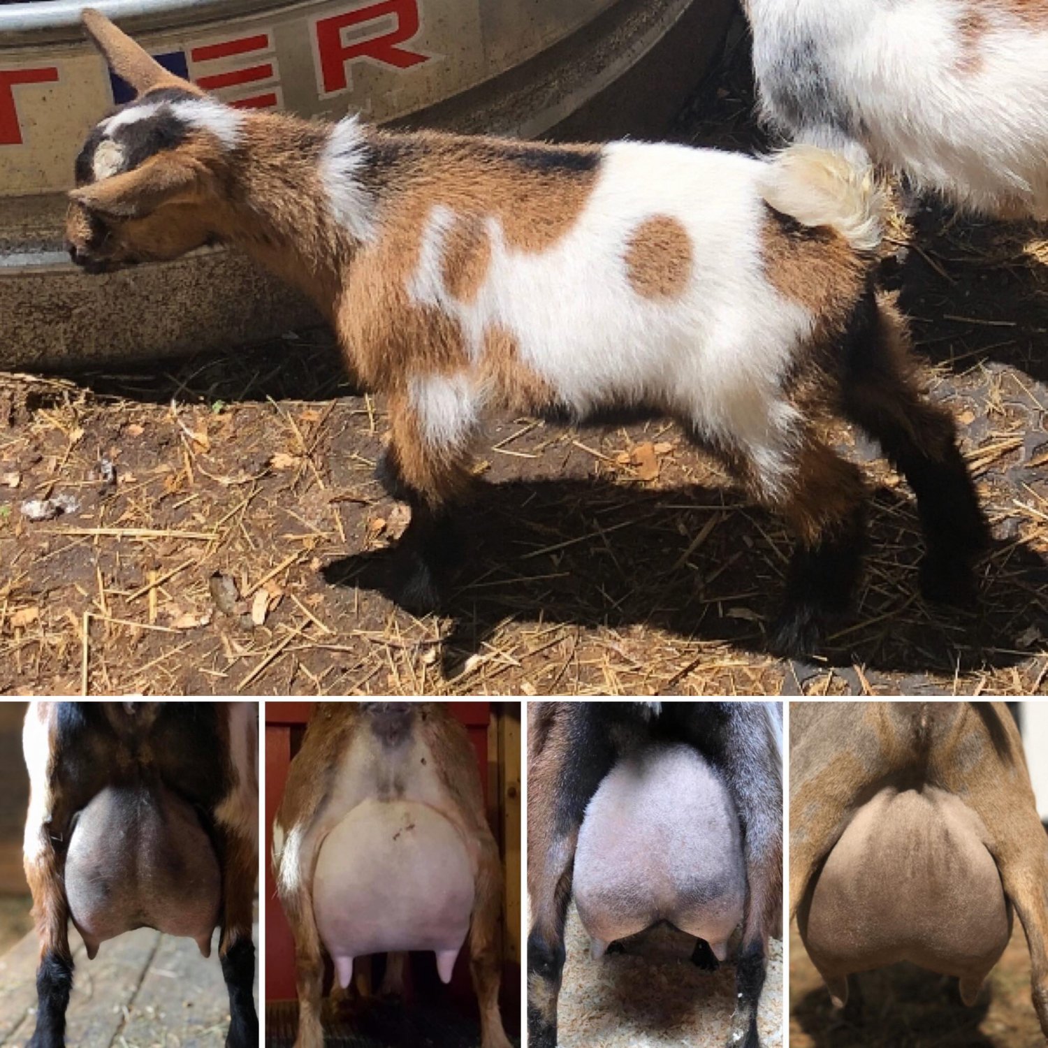 Ant's udder history.jpg