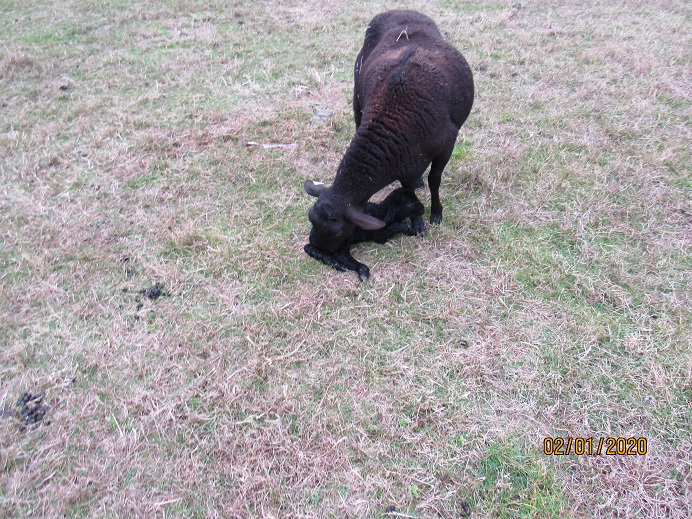 Ashlyn ram lamb 2 Feb 2020.JPG
