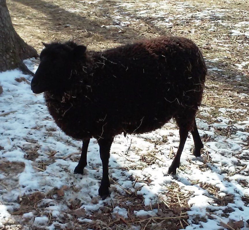 Athena sporting her shaggy hay look.jpg