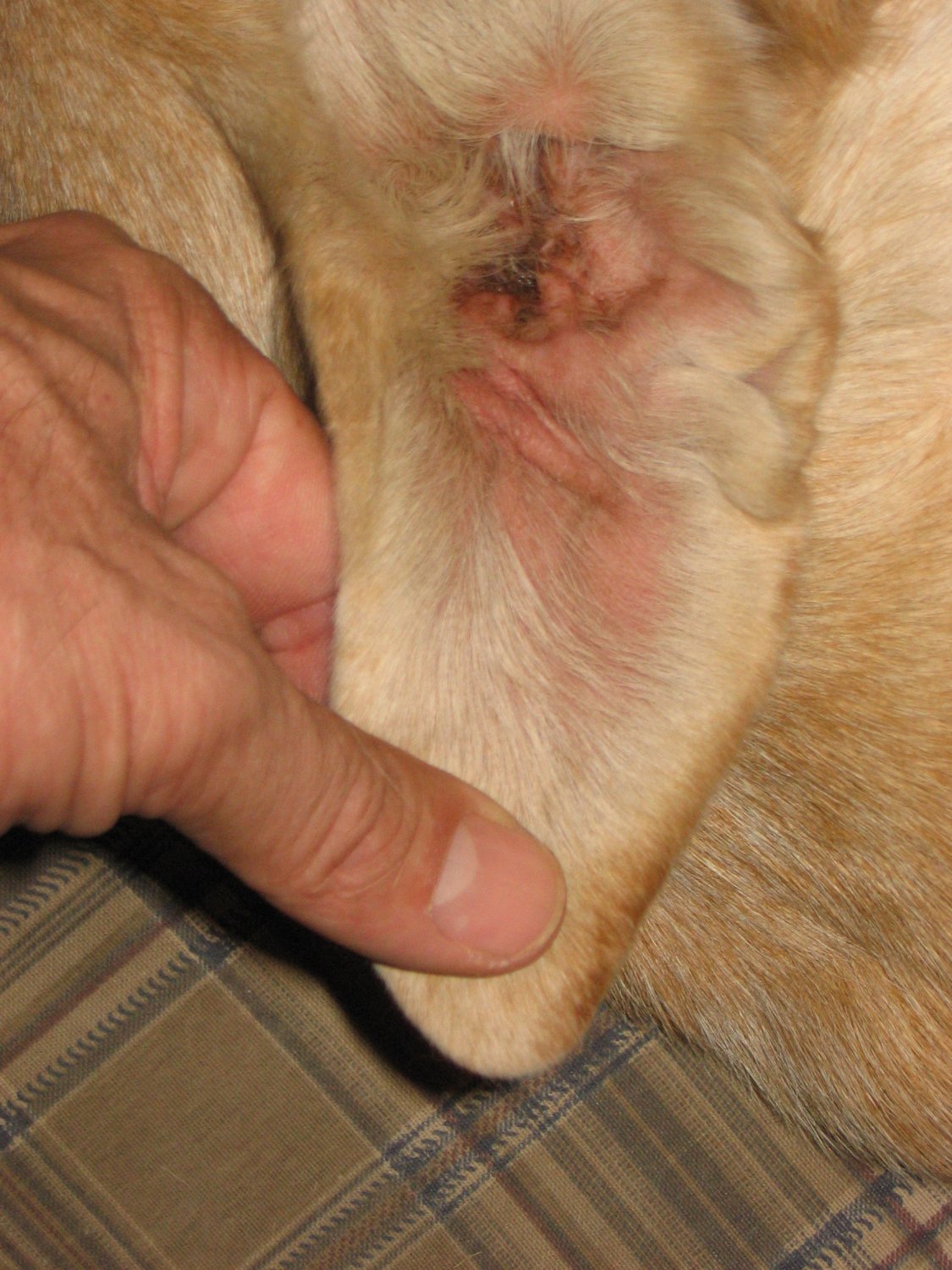 Auralsplint Aural Hematoma Treatment Dog.JPG