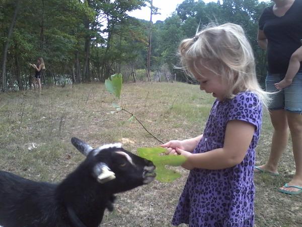 ava goats.jpg