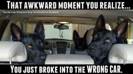 Awkward-moment-broke-in-wrong-car-3-large-shepherds-Funny-dog-photo-with-captions-445x250.jpg