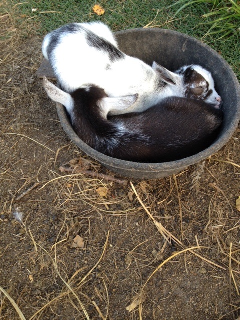 babies in a bucket.jpg