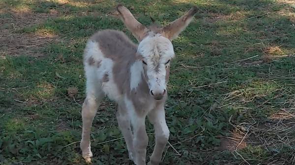 baby donkey.jpg