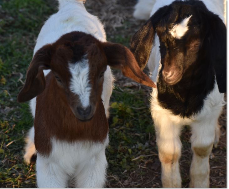 Baby girl and black boy.JPG