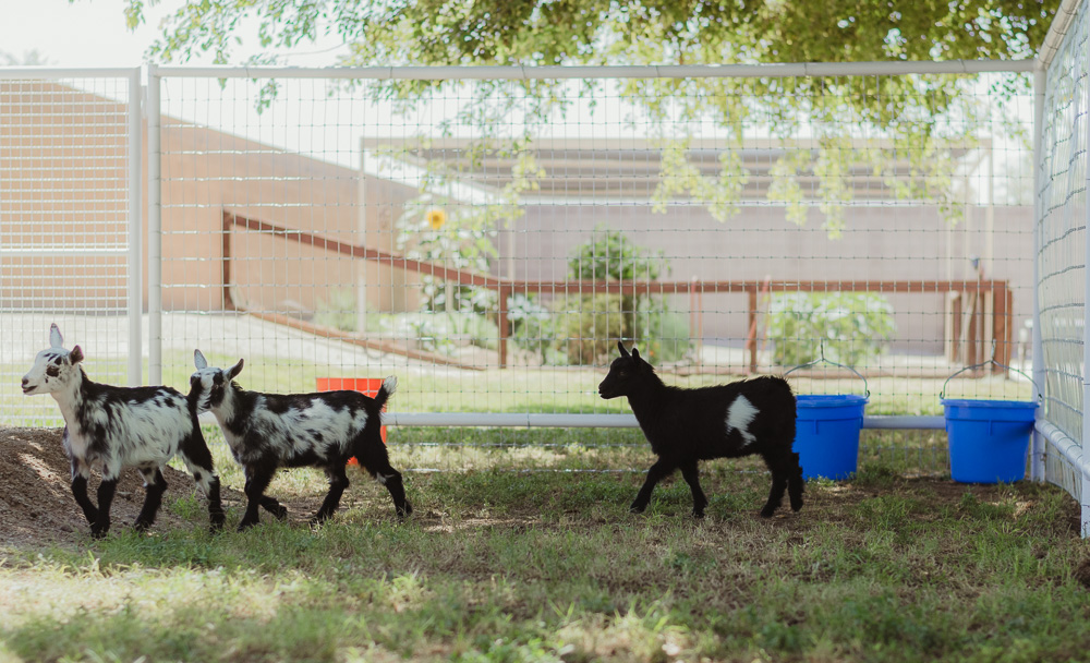 baby goats 6-1-19-3.jpg