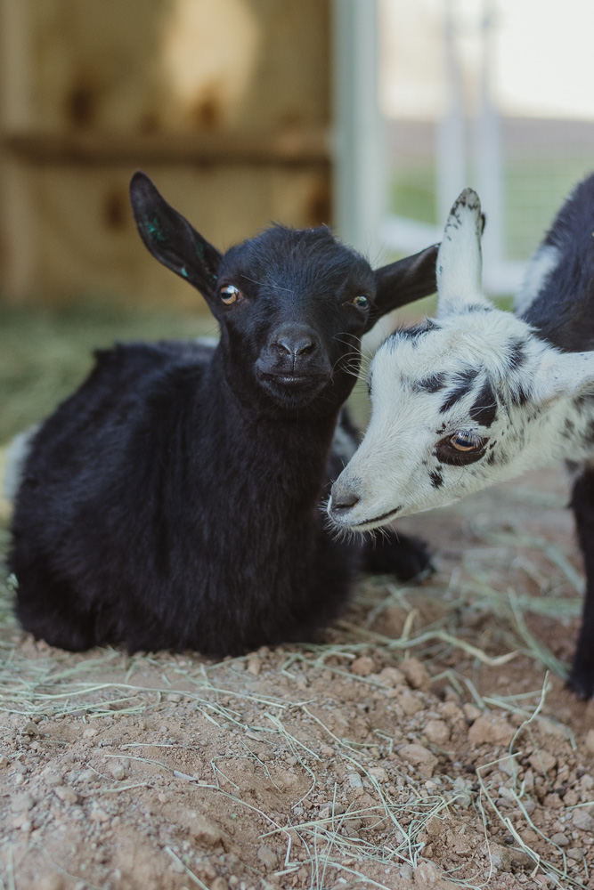 baby goats 6-3-19-11.jpg