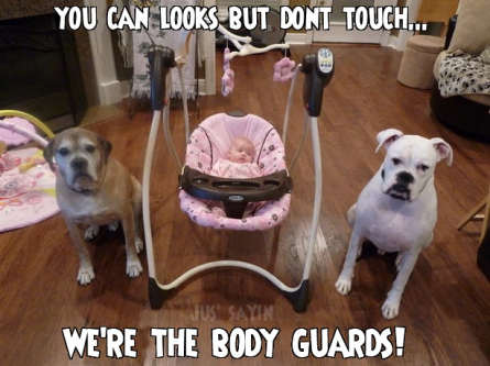 Baby-has-pit-bull-bodyguards-photo-with-captions-445x333.png