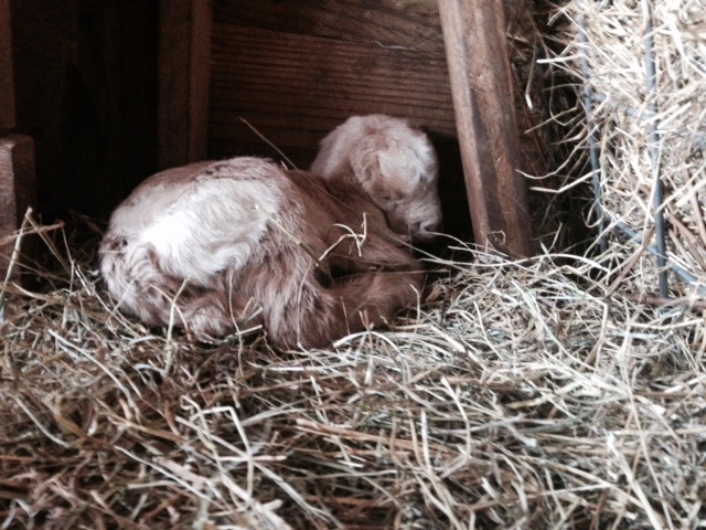 baby in hay.jpg