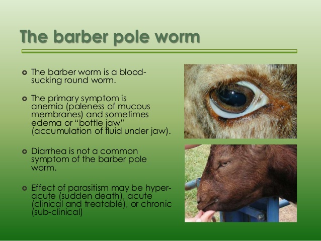 barber pole worm bottle jaw.jpg