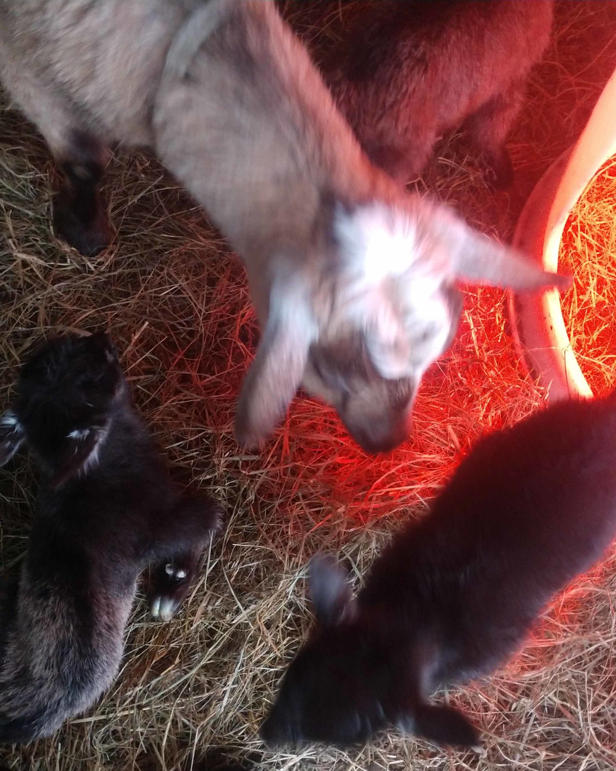 Basil-kidded triplets-1 doeling & 2 bucklings-4-14-2019-crop.jpg