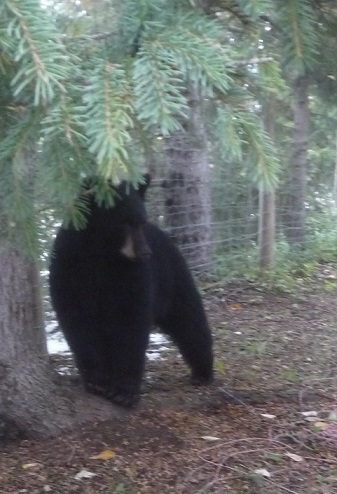 bear 1.jpg