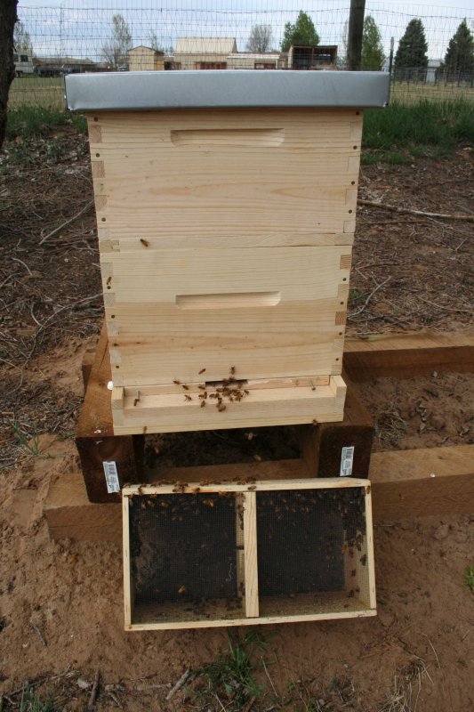 Bee instal #1.JPG