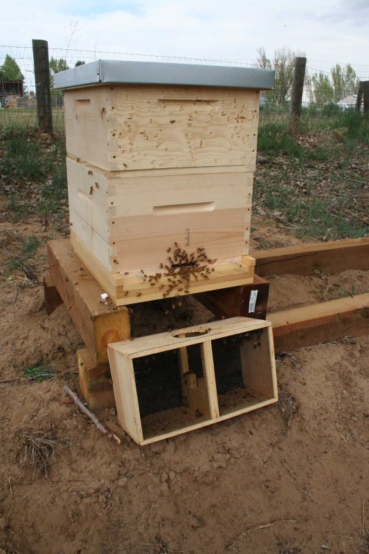 Bee instal #2.JPG