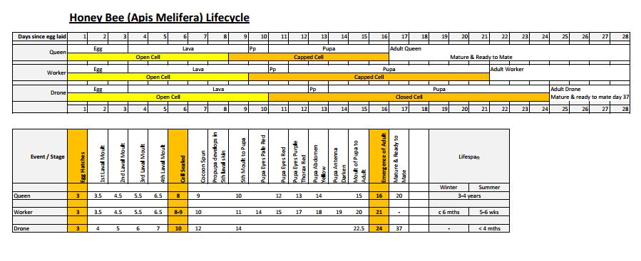 Bee life cycle chart 1.JPG