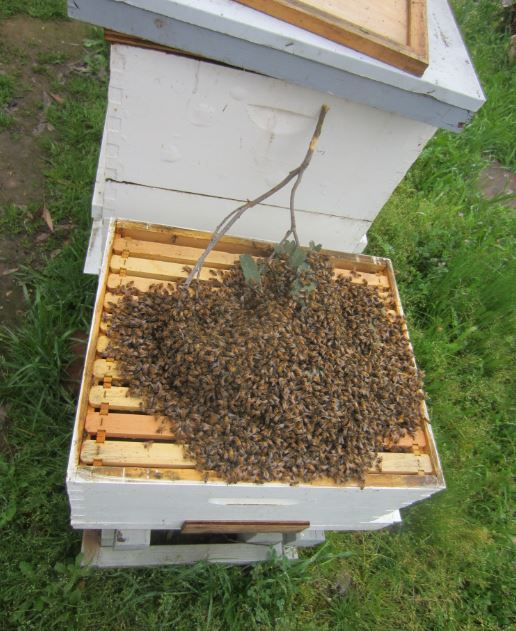 Bees shook out on top of super.JPG