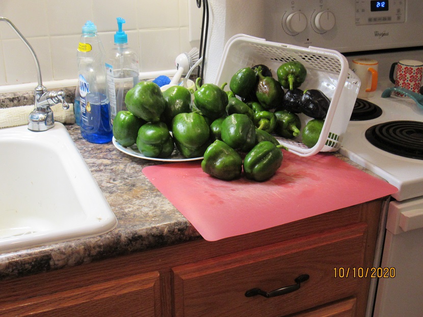 Bell Peppers 10 Oct 2020.JPG