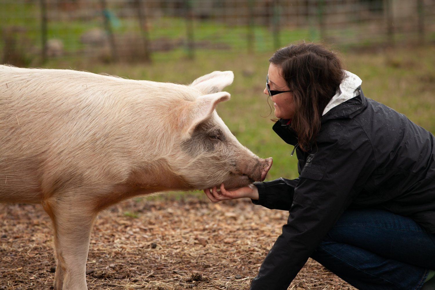 The Best Pig Breeds for the Homestead