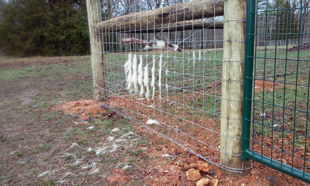 BettyLou hair on fence.jpg