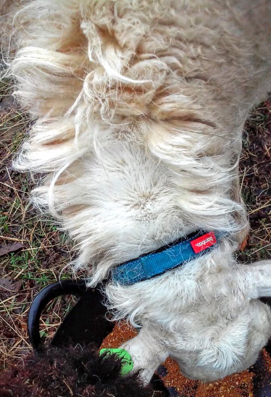 BettyLou shedding 3.10.2016.jpg