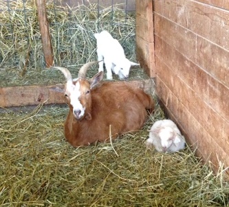 bindi babies 12-23.jpg