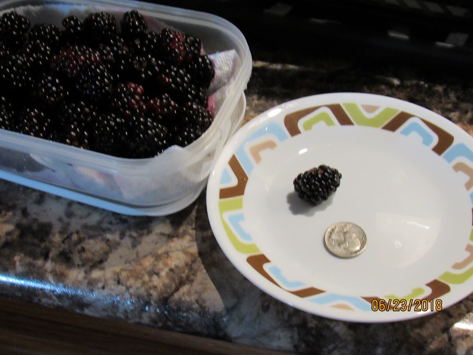 Black berries 23 June 2018.JPG