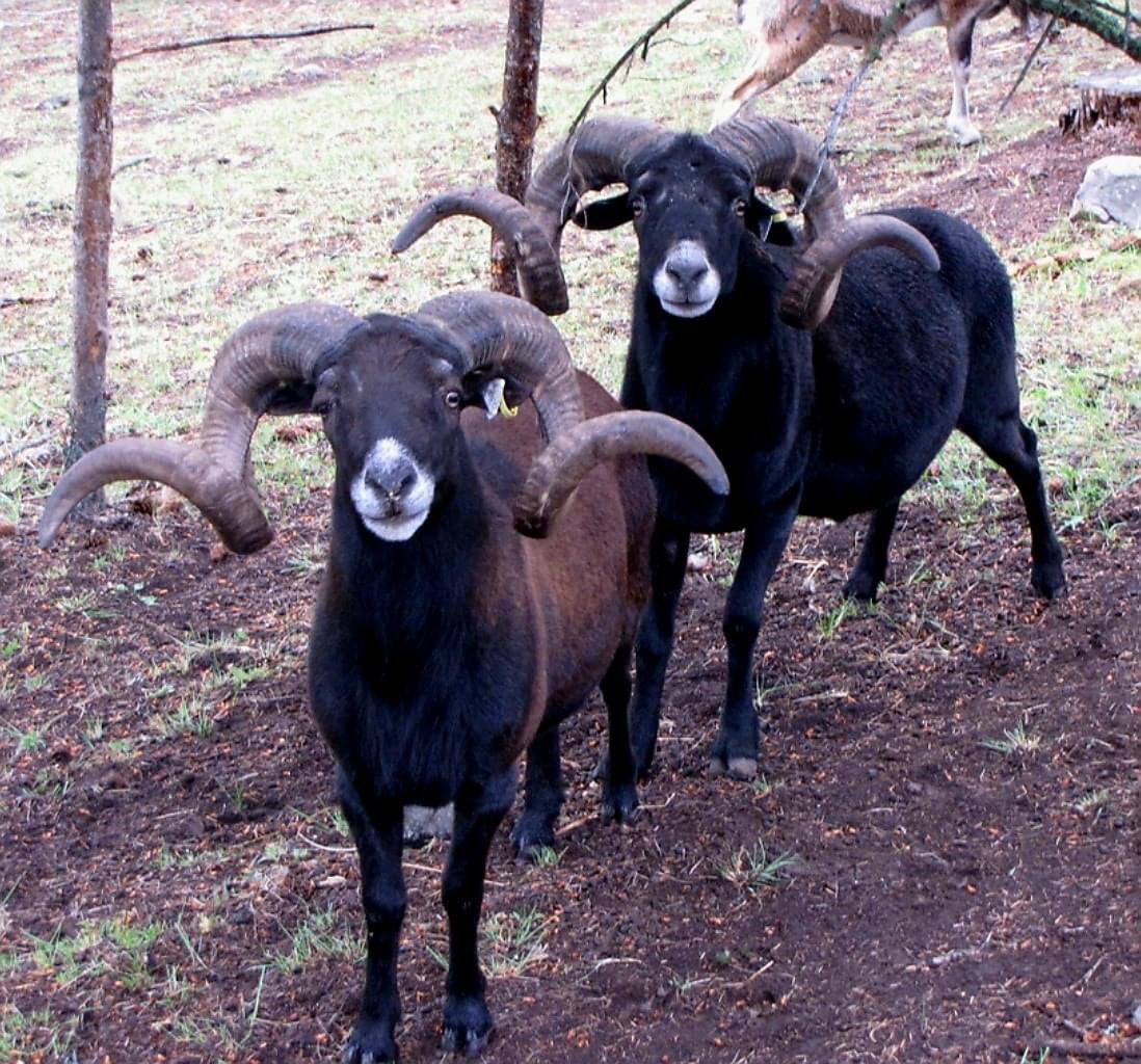 Black Hawaiian rams.JPG