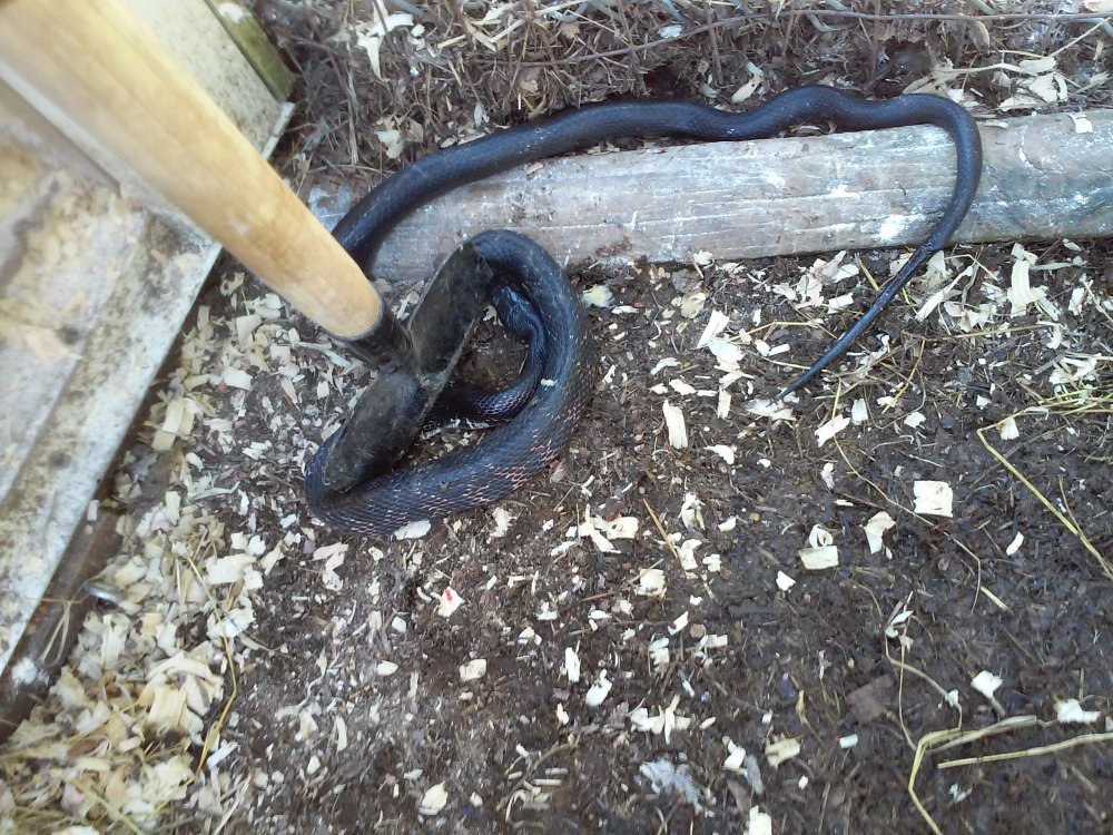 Black Snake Coming Out of the Chicken Coop.jpg