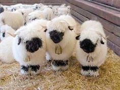 Blacknose sheep 3.jpg