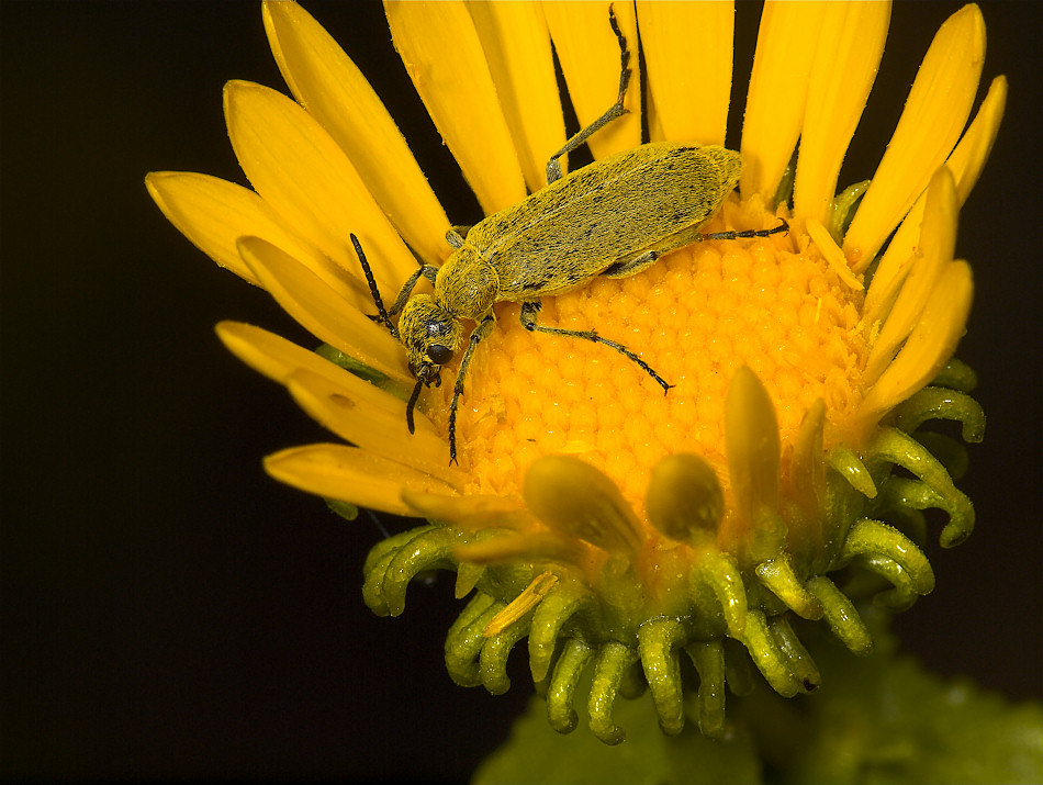 Blister_beetle_Y8201794-08-20-2010-001.jpg