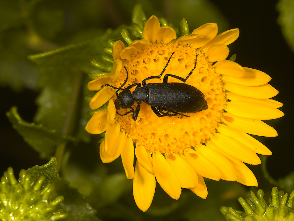 Blister_beetle_Y8201797-08-20-2010-001.jpg