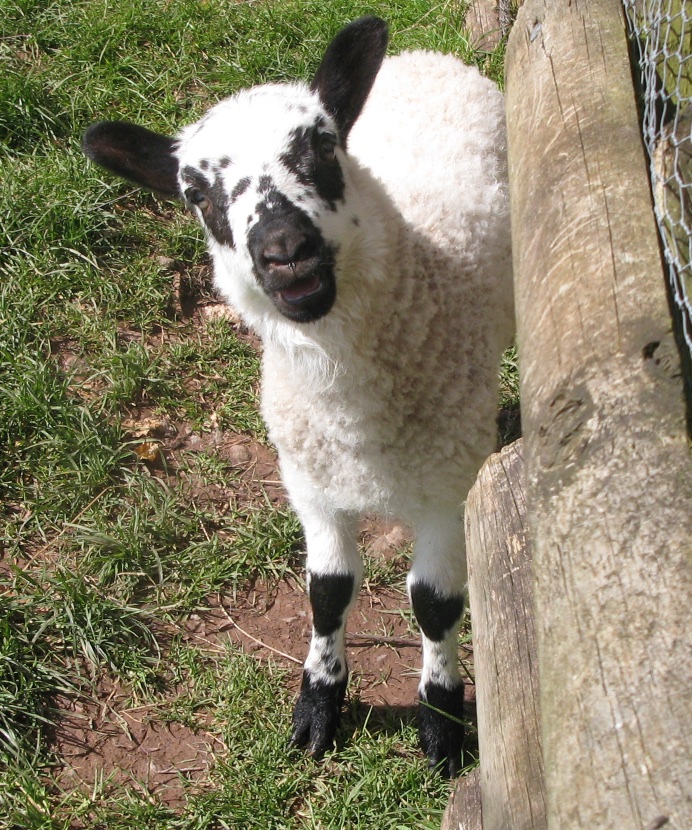 Bottle lambs and night skies 2.jpg