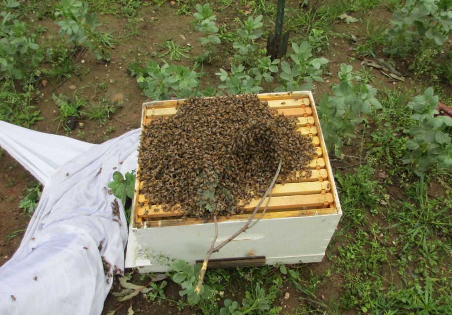 Box with branch of bees on top.JPG