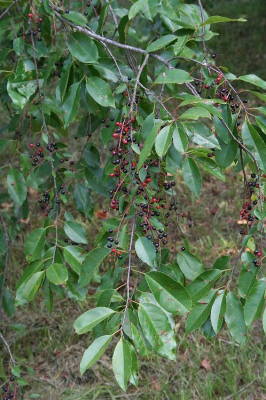 branch-and-ripening-fruit-wild-black-cherry-tree.jpg